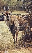 Eland able defiance its size do without water but akacians shade am failing one livsvillkor old